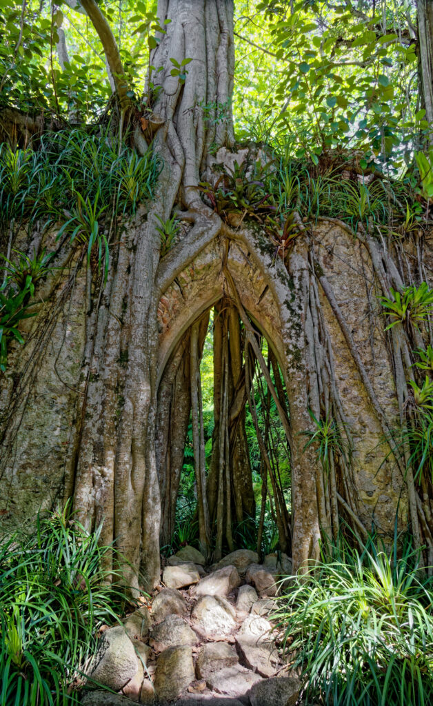 Reise Programm Sintra 2027 18 Gotischer Grotteneingang mit Wurzelvorhang in der Quinta da Regaleira in Sintra — Kulturzelt Reisen Kultur- und Gartenreise Portugal
