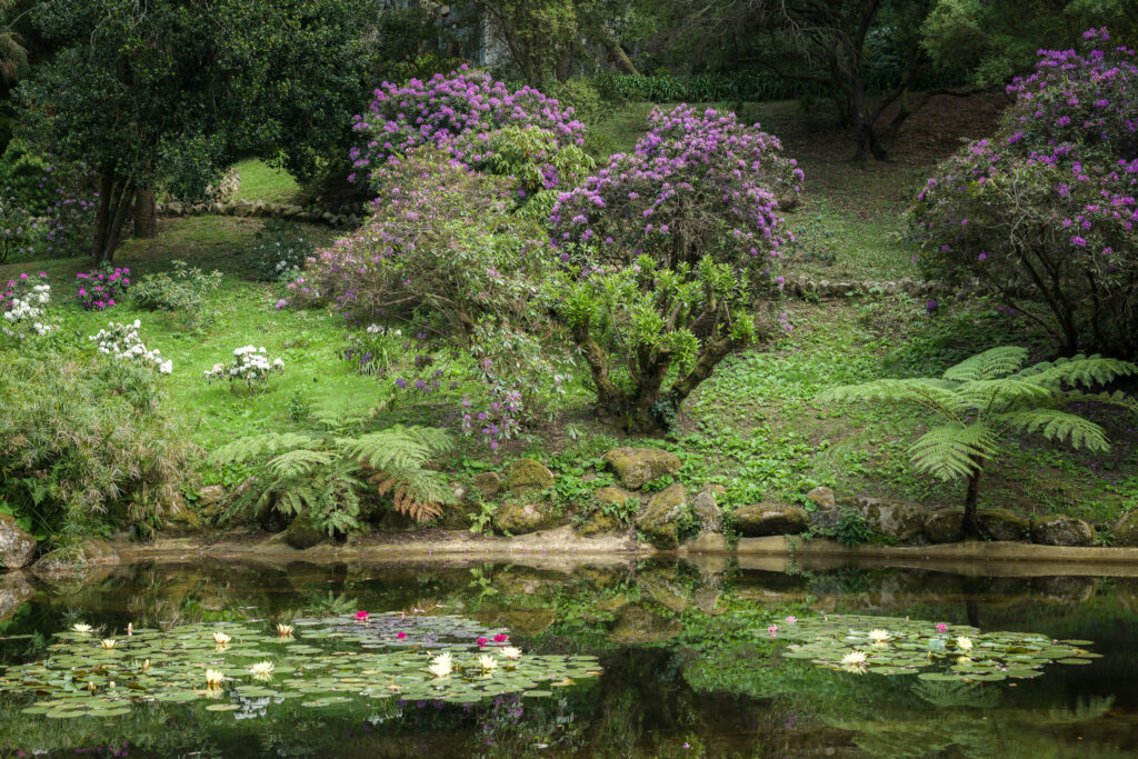 Reise Programm Sintra 2027 11 Romantischer Park in Sintra mit Seerosenteich, blühenden Rhododendren und Farnen – Kulturzelt Reisen Gartenreise 2027