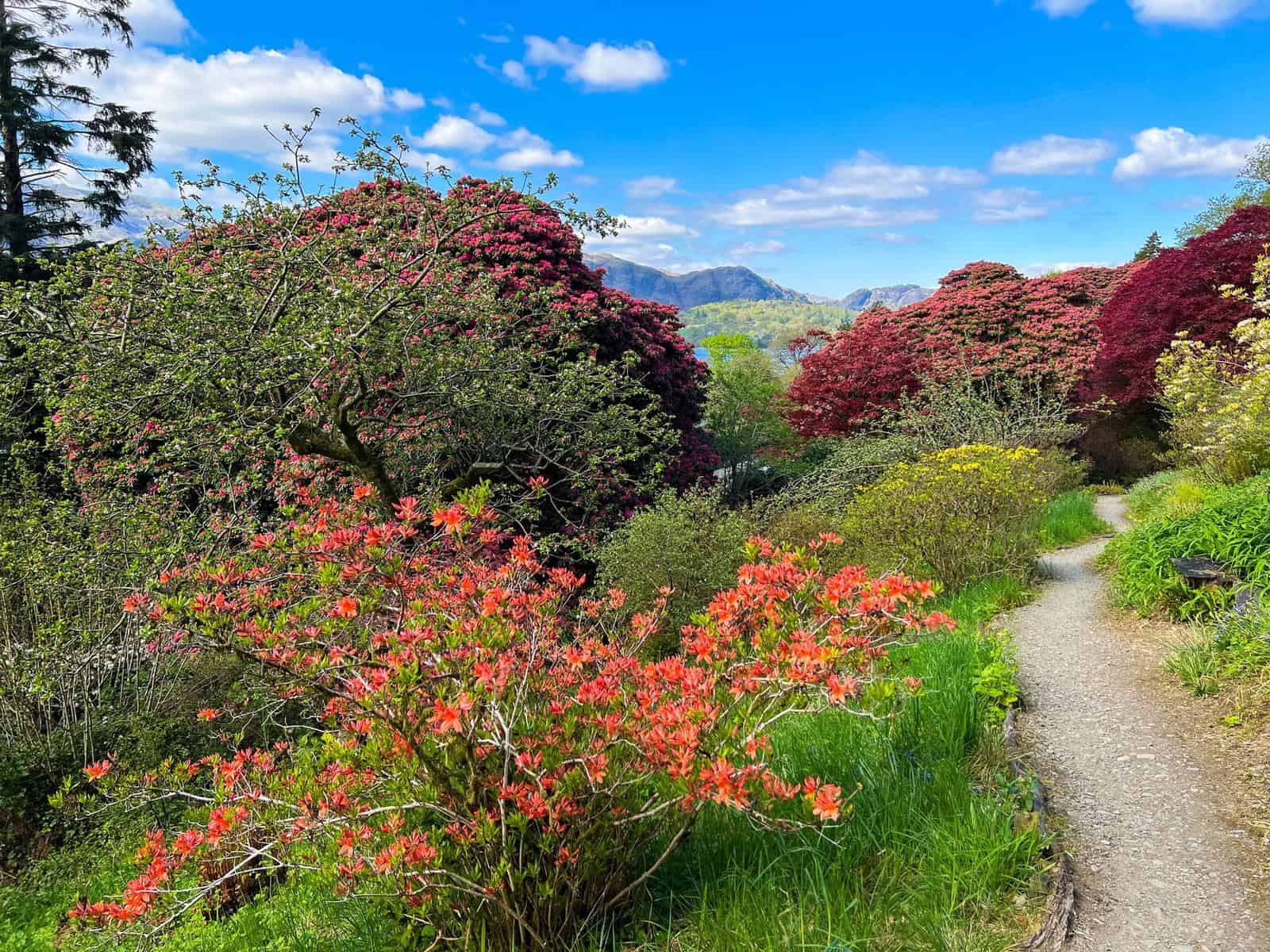 Vorschau Lake District 2028 3 Blühende Rhododendren und Azaleen an einem Gartenweg im Lake District Anfang Mai