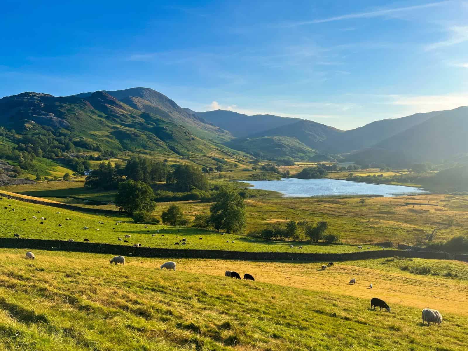 Vorschau Lake District 2028 1 Weiden mit Schafen und Trockenmauern über einem See im Lake District
