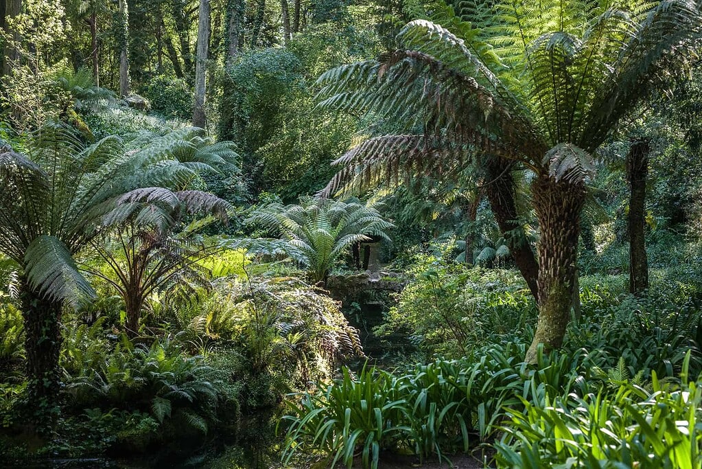 KULTURZELT REISEN 31 Hohe Baumfarne und Schmucklilien im Gegenlicht eines schattigen Waldgartens