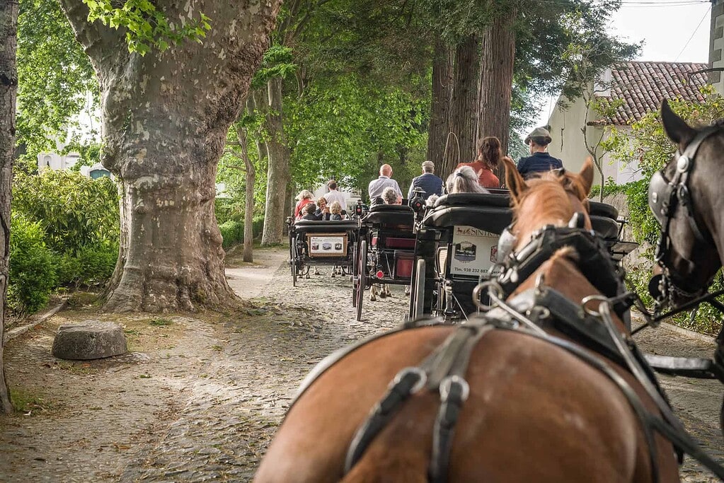 KULTURZELT REISEN 29 Blick über die Pferde hinweg auf eine Reihe von Kutschen mit Reisegästen auf einer gepflasterten Allee unter alten Platanen in Sintra