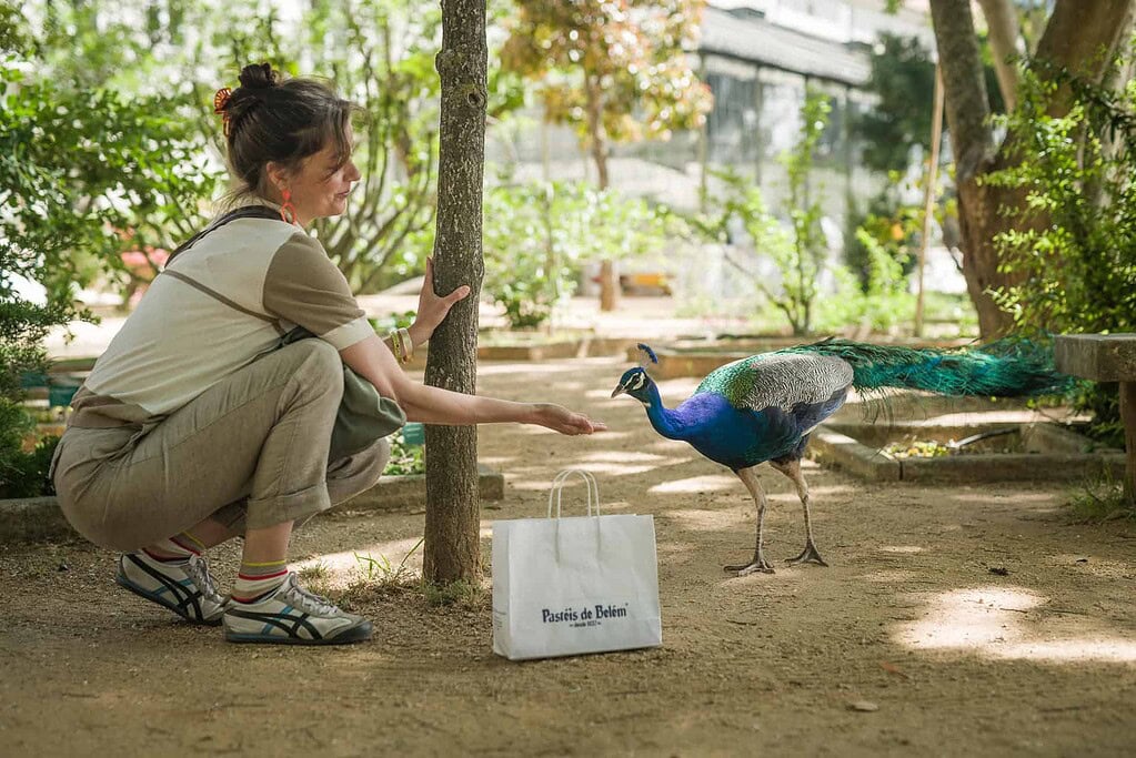KULTURZELT REISEN 27 Frau hockt unter einem Baum und streckt die Hand einem blauen Pfau entgegen, daneben eine Tüte von Pastéis de Belém